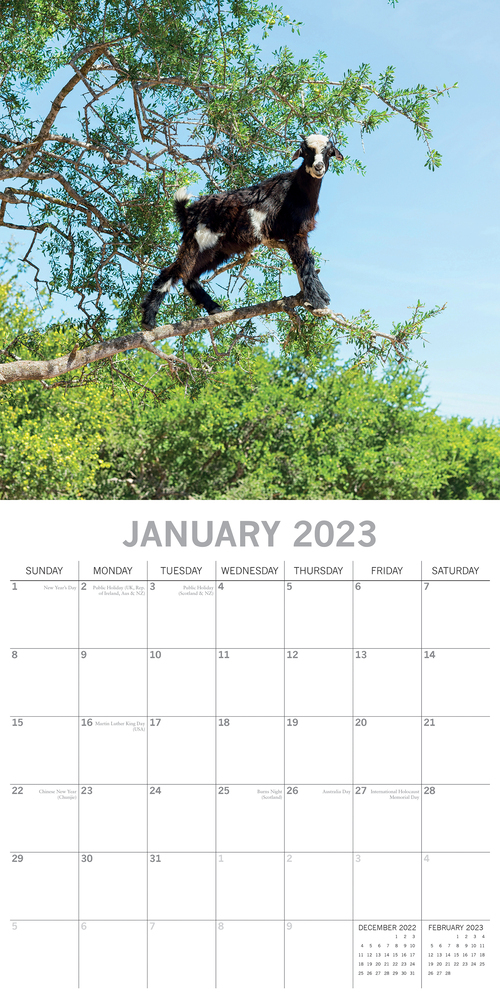 Goats In Trees 2023 Square Wall Calendar 16 Month By Gifted Stationery Goats In Trees 2023 Square Wall Calendar 16 Month By Gifted Stationery
