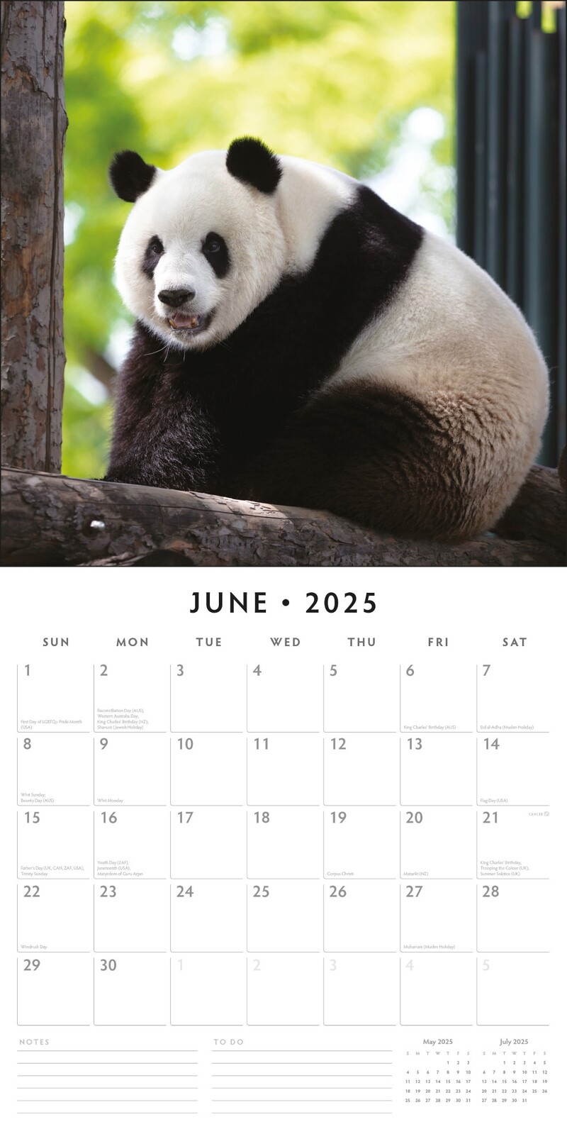 Pandas 2025 Square Wall Calendar 16 month by Red Robin Red Robin