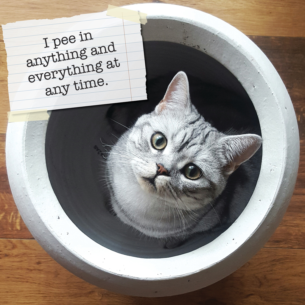 Cat Shaming 2021 Square Wall Calendar 16 Month By Gifted Stationery 0 cat shaming calendar 2021