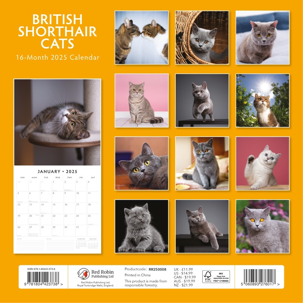 British Shorthair Cats 2025 Square Wall Calendar 16 month by Red