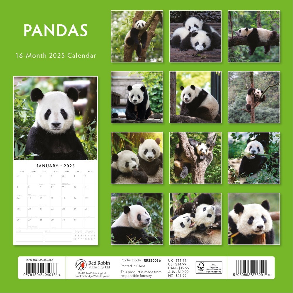 Pandas 2025 Square Wall Calendar 16 month by Red Robin Red Robin