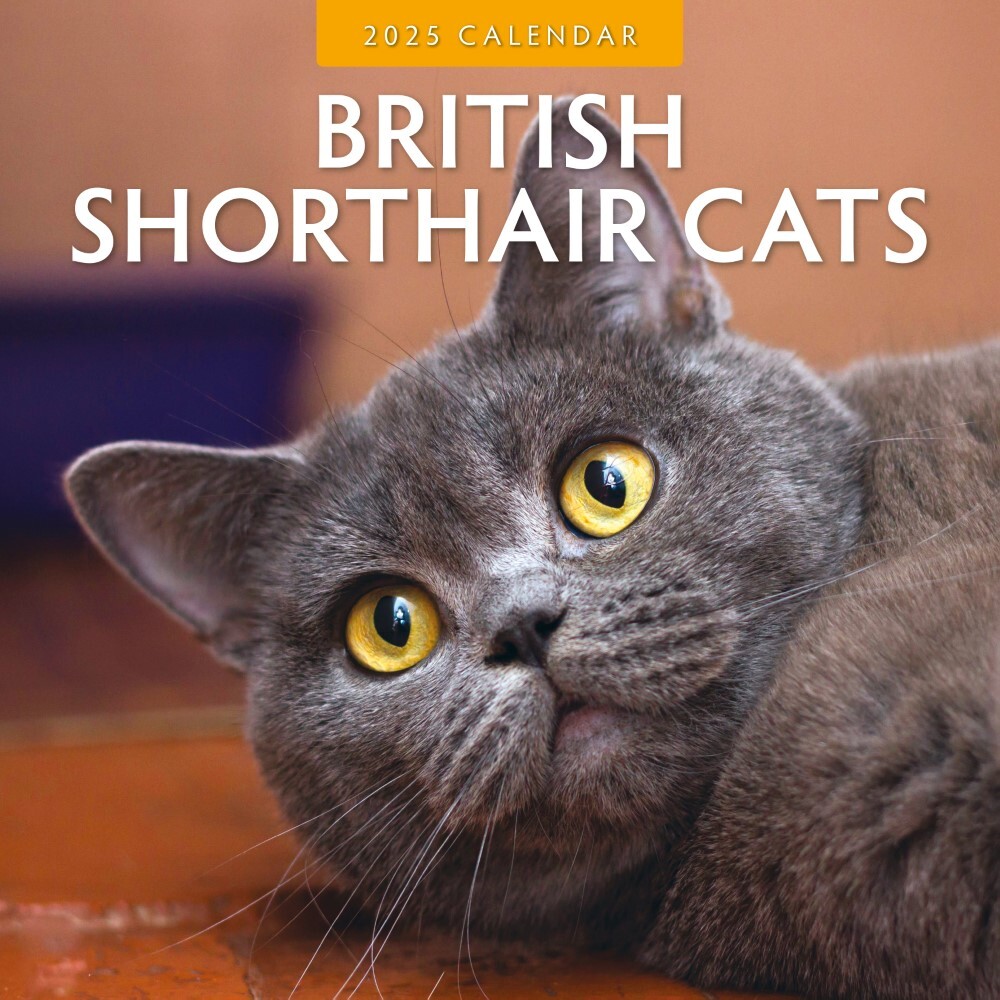 British Shorthair Cats 2025 Square Wall Calendar 16 month by Red