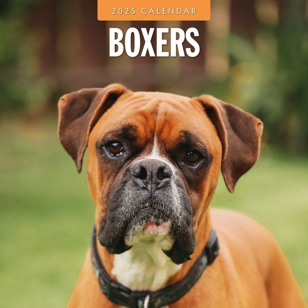 Boxers 2025 Square Wall Calendar 16 month by Red Robin FIL