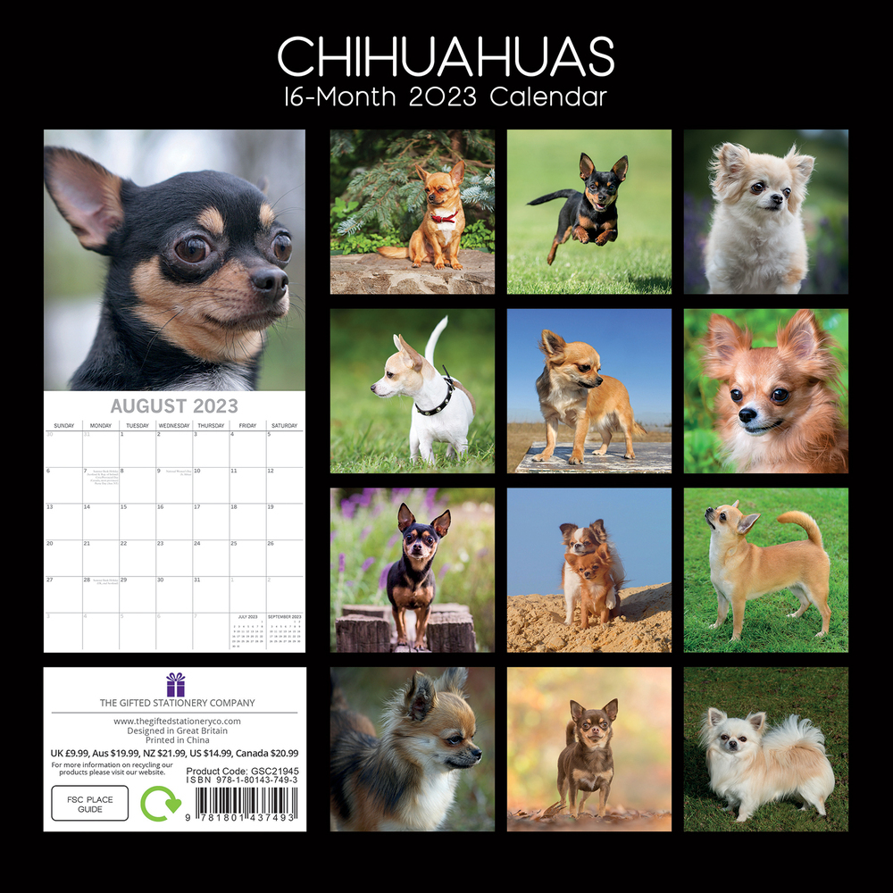Chihuahuas 2023 Square Wall Calendar 16 Month By Gifted Stationery