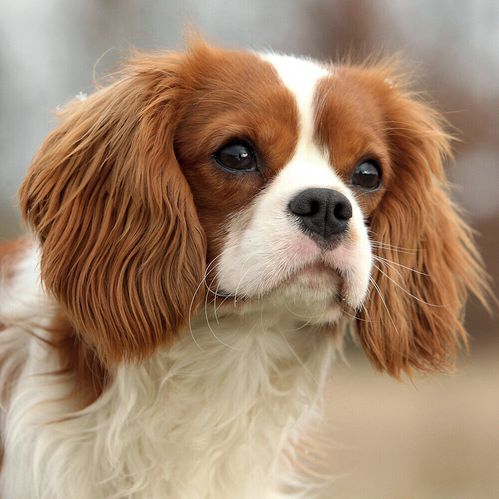 Cavalier King Charles Spaniels 2021 Square Wall Calendar