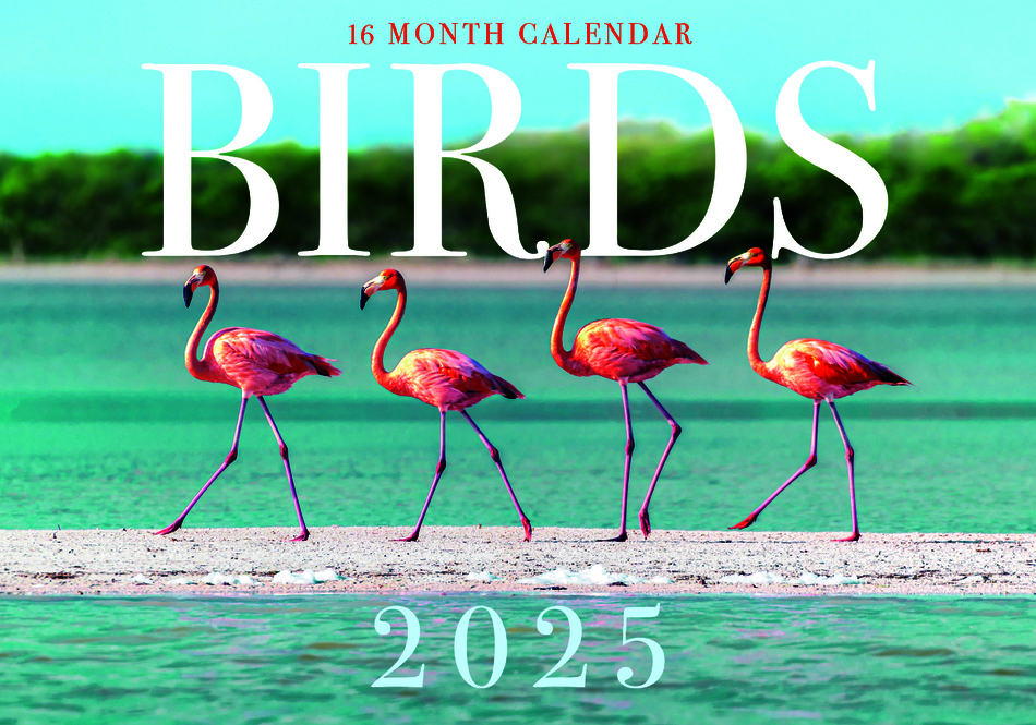 Birds 2025 Rectangle Wall Calendar 16 Months by Design Group IG Design Group