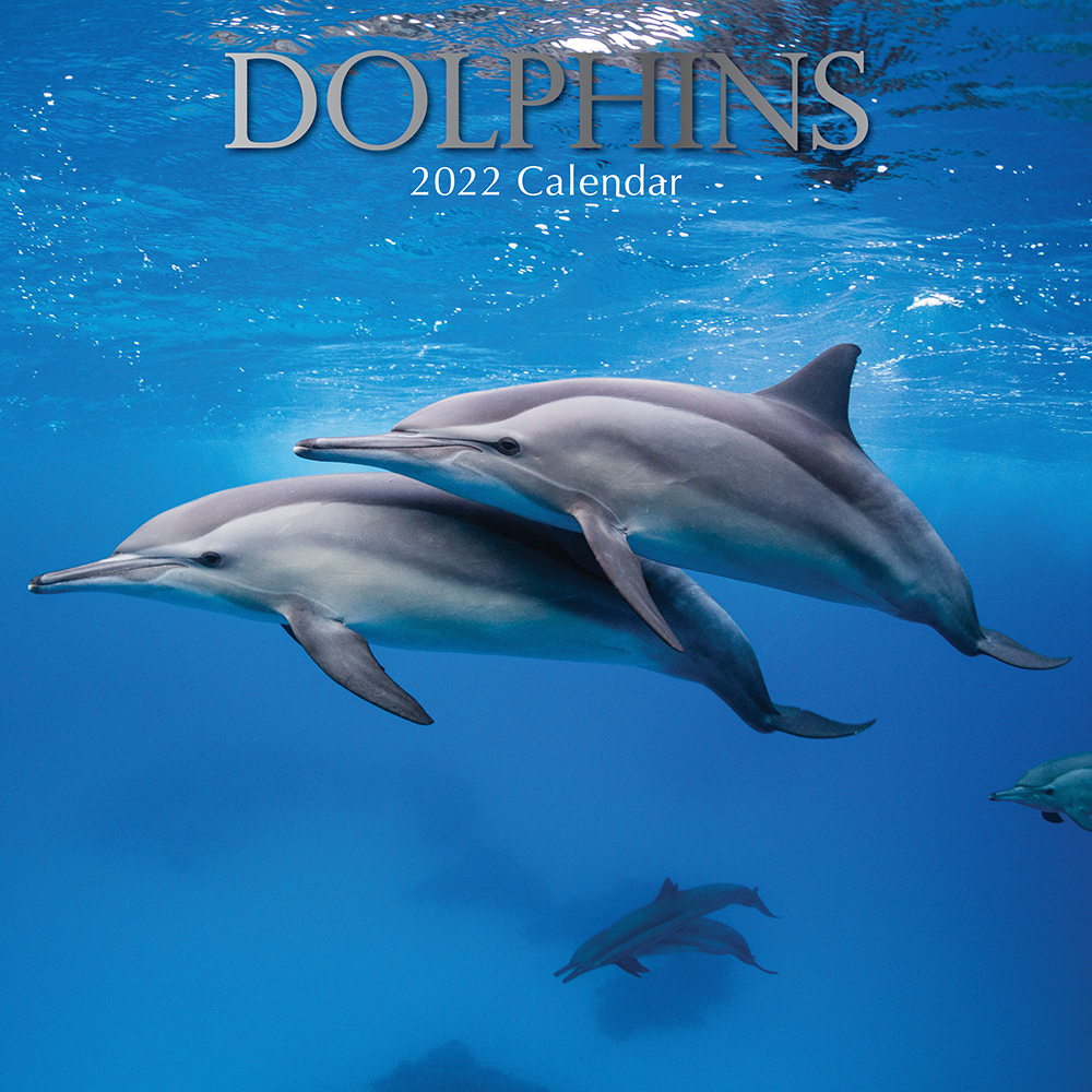 Dolphin Schedule 2022 Dolphins - 2022 Square Wall Calendar 16 Month By Gifted Stationery