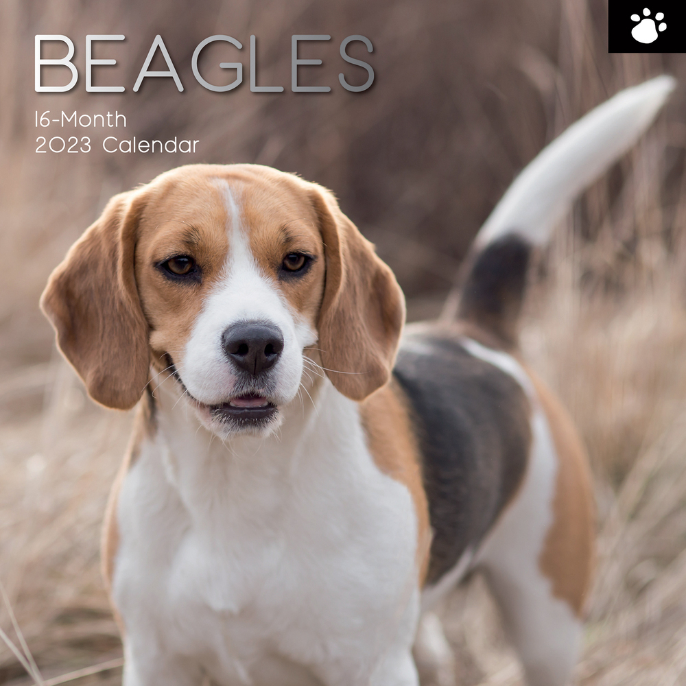Beagles - 2023 Square Wall Calendar 16 month by Gifted Stationery