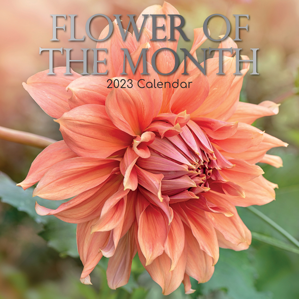 Flower of the Month 2023 Square Wall Calendar 16 month by Gifted Stationery