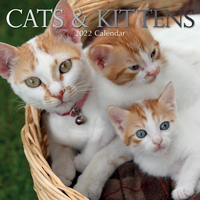 Cats & Kittens - 2022 Square Wall Calendar 16 month by Gifted Stationery