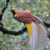 Exotic Birds - 2022 Square Wall Calendar 16 month by Gifted Stationery