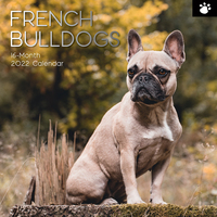 French Bulldogs - 2022 Square Wall Calendar 16 month by Gifted Stationery