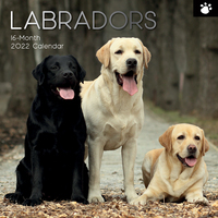 Labradors - 2022 Square Wall Calendar 16 month by Gifted Stationery