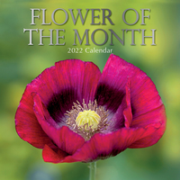 Flower of the Month - 2022 Square Wall Calendar 16 month by Gifted Stationery