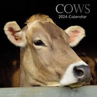 Cows - 2024 Square Wall Calendar 16 month by Gifted Stationery (15)