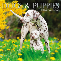Dogs & Puppies - 2024 Square Wall Calendar 16 month by Gifted Stationery (16)