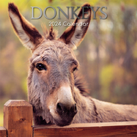 Donkeys - 2024 Square Wall Calendar 16 month by Gifted Stationery (23)
