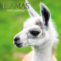 Llamas - 2024 Square Wall Calendar 16 month by Gifted Stationery (8)