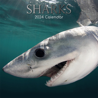 Sharks - 2024 Square Wall Calendar 16 month by Gifted Stationery (12)