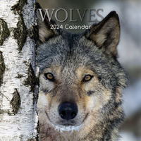 Wolves - 2024 Square Wall Calendar 16 month by Gifted Stationery (21)