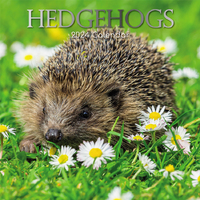 Hedgehogs - 2024 Square Wall Calendar 16 month by Gifted Stationery (2)