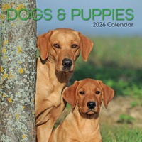 Dogs and Puppies - 2026 Gifted Stationery Wall Calendar Playful Dog Photos