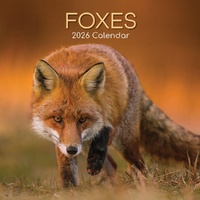 Foxes - 2026 Gifted Stationery Wall Calendar Woodland Wildlife Photography