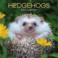 Hedgehogs - 2026 Gifted Stationery Wall Calendar Adorable Nature Animals