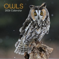 Owls - 2026 Gifted Stationery Wall Calendar Monthly Planner Woodland Birds