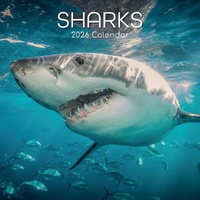 Sharks - 2026 Gifted Stationery Wall Calendar Marine Wildlife Photography