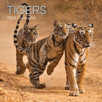Tigers - 2026 Gifted Stationery Wall Calendar Big Cat Wildlife Images