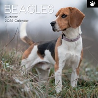 Beagles - 2026 Gifted Stationery Wall Calendar Dog Breed Photography
