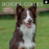 Border Collies - 2026 Gifted Stationery Wall Calendar Dog Breed Photography