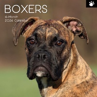 Boxers - 2026 Gifted Stationery Wall Calendar Dog Breed Photography