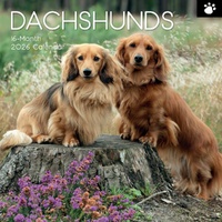 Dachshunds - 2026 Gifted Stationery Wall Calendar Dog Breed Photography