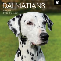 Dalmatians - 2026 Gifted Stationery Wall Calendar Dog Breed Photography