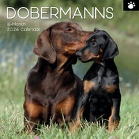 Dobermans - 2026 Gifted Stationery Wall Calendar Dog Breed Photography