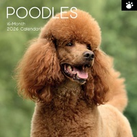 Poodles - 2026 Gifted Stationery Wall Calendar Dog Breed Photography