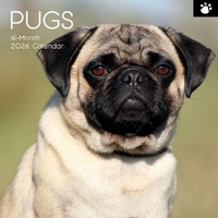 Pugs - 2026 Gifted Stationery Wall Calendar Dog Breed Photography