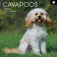 Cavapoos - 2026 Gifted Stationery Wall Calendar Dog Breed Photography