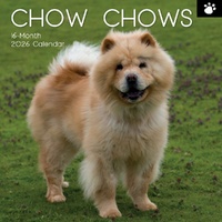 Chow Chow - 2026 Gifted Stationery Wall Calendar Dog Breed Photography