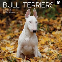 Bull Terriers - 2026 Gifted Stationery Wall Calendar Dog Breed Photography