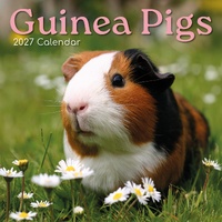Guinea Pigs - 2027 Gifted Stationery Wall Calendar Monthly Planner