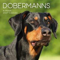 Dobermanns - 2027 Gifted Stationery Wall Calendar Monthly Planner