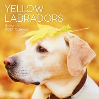 Labradors (Yellow) - 2027 Gifted Stationery Wall Calendar Monthly Planner