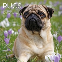 Pugs - 2027 Gifted Stationery Wall Calendar Monthly Planner