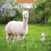 Alpacas - 2026 Red Robin Square Wall Calendar Monthly Planner
