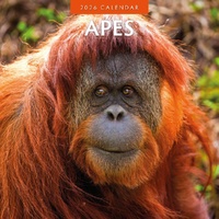Apes - 2026 Red Robin Square Wall Calendar Monthly Planner