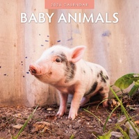 Baby Animals - 2026 Red Robin Square Wall Calendar Monthly Planner