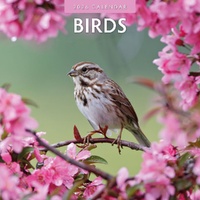 Birds - 2026 Red Robin Square Wall Calendar Monthly Planner